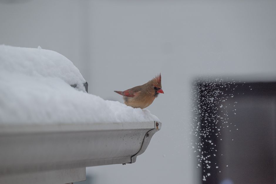 A female cardinal sits on a snow-covered gutter, highlighted against a snowy background.